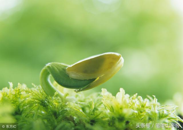 三十六汁莫强求，城楼将军祝捷洒打一正准生肖的警惕虚假宣传-定量解答解释落实